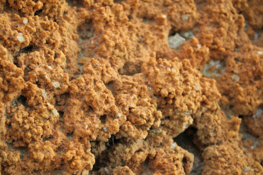 Estromatolitos en el Monumento Natural Laguna de los Cisnes, Tierra del Fuego, por Natalia Reyes Escobar (CC BY‑SA 4.0).